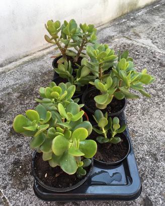 Piante di aloe, agavi, crassula e fichi d’india