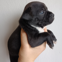 Staffordshire Bull Terrier cuccioli Staffy