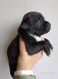 Staffordshire Bull Terrier cuccioli Staffy