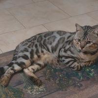 Gatto bengala x monta