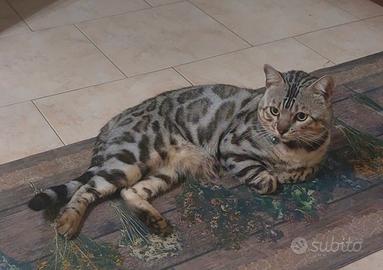 Gatto bengala x monta