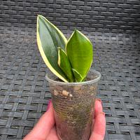 Sansevieria Trifasciata 