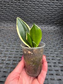 Sansevieria Trifasciata 