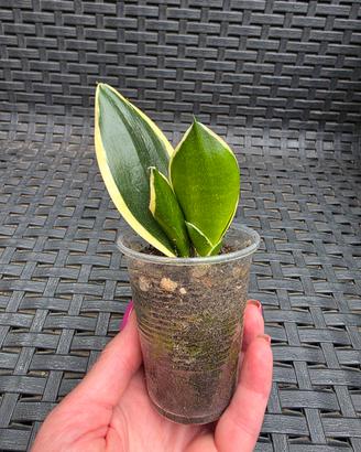 Sansevieria Trifasciata 