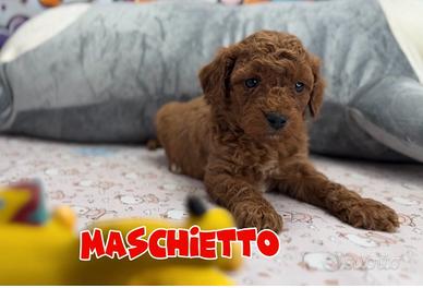 BARBONCINO-BARBONCINI TOY ITALIANI 60 euro mese