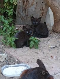 Gattini neri