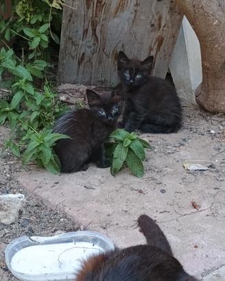 Gattini neri