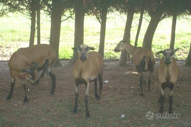 Agnelli camerun