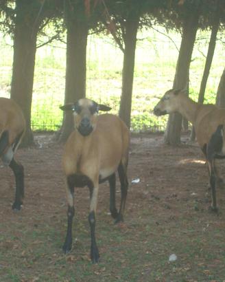 Agnelli camerun