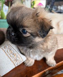 Cucciola di pechinese
