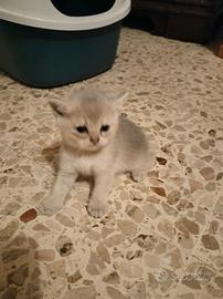 Cuccioli British shorthair