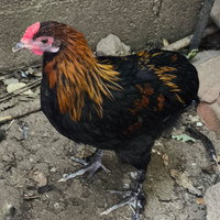 Galletto olive egger