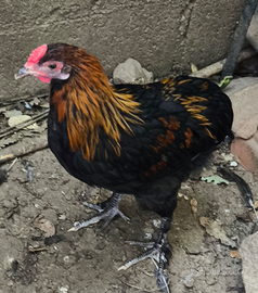 Galletto olive egger