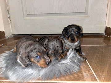 Bassotto nano arlecchino