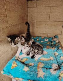 Gattini europei