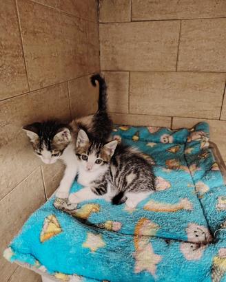 Gattini europei