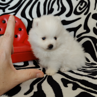 Spitz di Pomerania maschio Linea Americana