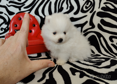 Spitz di Pomerania maschio Linea Americana