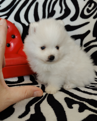 Spitz di Pomerania maschio Linea Americana