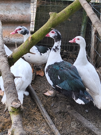 Anatre mute bianche e nere