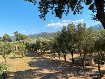 Guspini - Terreno agricolo di 2700 mq con ricovero