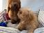 Immagine 4