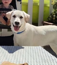 Cuccioli di cane incrocio con labrador