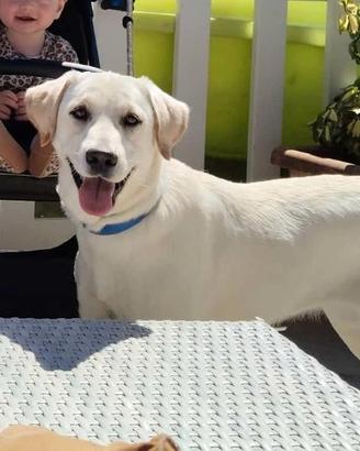 Cuccioli di cane incrocio con labrador