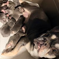 Cuccioli bull dog francese