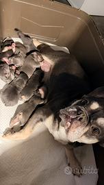 Cuccioli bull dog francese