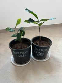Piante di jackfruit innestate