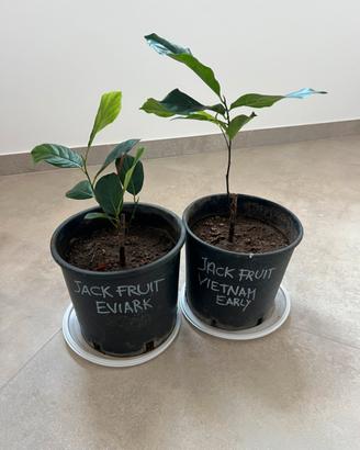 Piante di jackfruit innestate