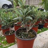 2 Piante di ulivo bonsai in vaso 14