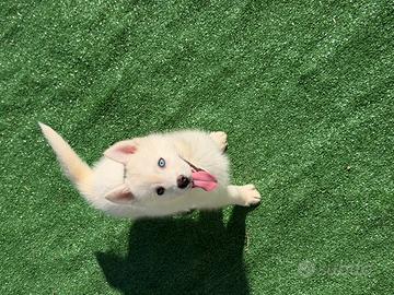 Siberian Husky con pedigree enci