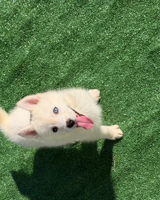 Siberian Husky con pedigree enci