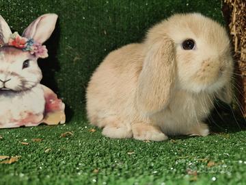 Coniglietti nani minilop