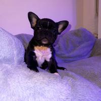 Bull dog francese