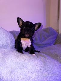 Bull dog francese