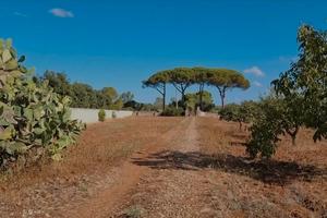 Terreno agricolo