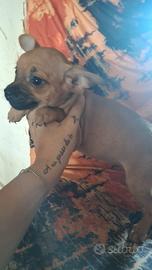 Pincher chihuahua