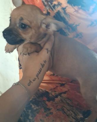 Pincher chihuahua