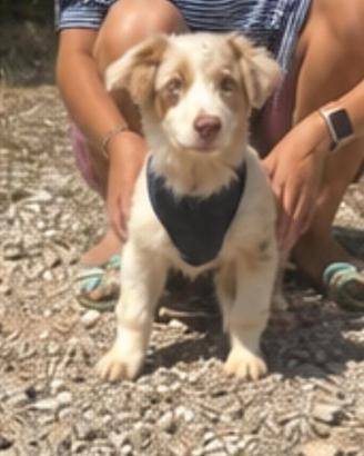 Australian shepherd con pedigree