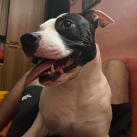 Accoppiamento cane amstaff