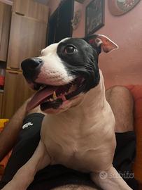 Accoppiamento cane amstaff