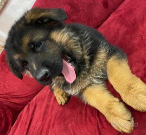 Ultimo cucciolo di pastore tedesco con il pedigree