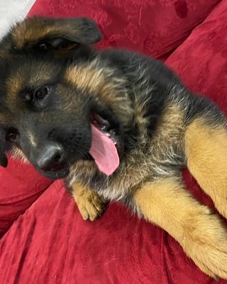Ultimo cucciolo di pastore tedesco con il pedigree