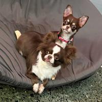 Chihuahua femmina pedigree