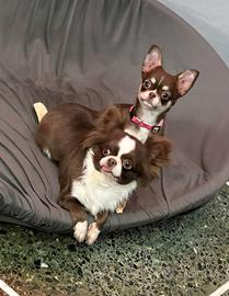 Chihuahua femmina pedigree