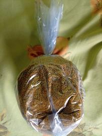 Fiore di finocchio selvatico 