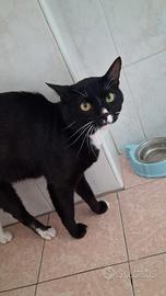 Groucho gatto bianconero di tre anni